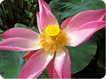 heart-of-the-lotus